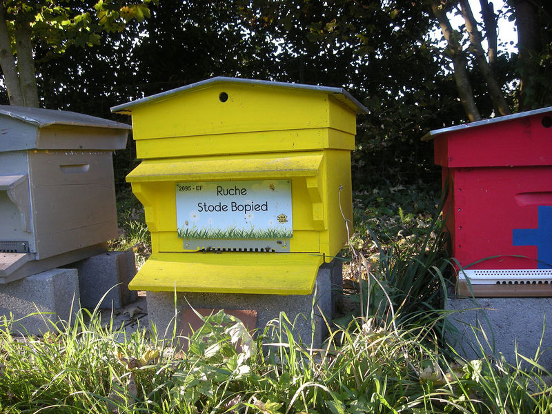 La ruche Stode Bopied